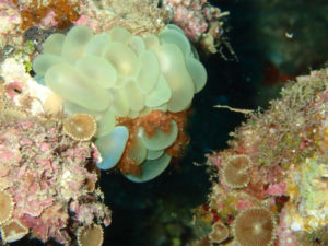 沖縄　ダイビング　近海　FUNダイビング