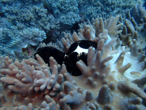 沖縄　ダイビング　近海　FUNダイビング