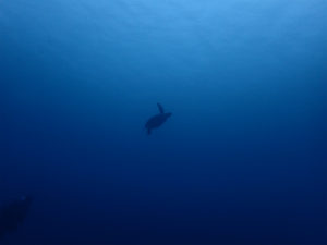 沖縄　ダイビング　近海　FUNダイビング