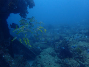 沖縄　ダイビング　近海　FUNダイビング