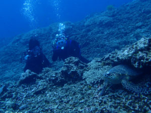 沖縄　慶良間　慶良間諸島　ファンダイビング　ボートダイビング　体験ダイビング