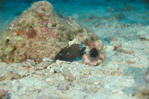 沖縄　ダイビング　真栄田岬　ＦＵＮダイビング