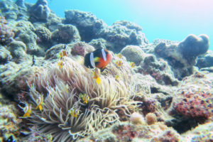 沖縄　慶良間　慶良間諸島　ダイビング　ボートダイビング　ファンダイビング　自社船　