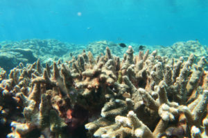 沖縄　慶良間　慶良間諸島　ダイビング　ボートダイビング　ファンダイビング　自社船　