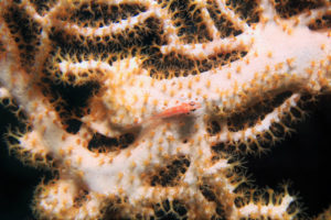 沖縄　慶良間　慶良間諸島　ダイビング　ボートダイビング　ファンダイビング　自社船