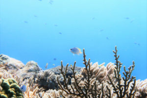 沖縄　慶良間　慶良間諸島　ダイビング　ボートダイビング　ファンダイビング　自社船