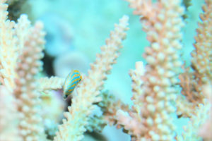 沖縄　慶良間　慶良間諸島　ダイビング　ボートダイビング　ファンダイビング　自社船