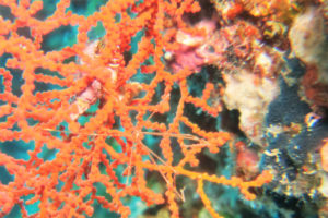 沖縄　読谷村　残波　残波岬　ボートダイビング　ファンダイビング　ダイビング　自社船