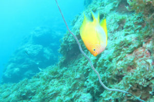 沖縄　読谷村　残波　残波岬　ボートダイビング　ファンダイビング　ダイビング　自社船