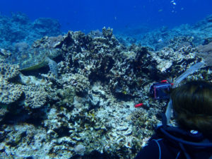 沖縄　慶良間　慶良間諸島　自社船　ファンダイビング　ボートダイビング　ダイビング　自社船