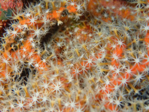 沖縄　ダイビング　真栄田岬　ＦＵＮダイビング