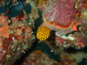 沖縄　ダイビング　真栄田岬　ＦＵＮダイビング