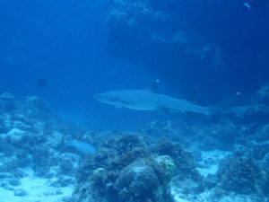 沖縄　慶良間　慶良間諸島　ダイビング　ボートダイビング　ファンダイビング　自社船