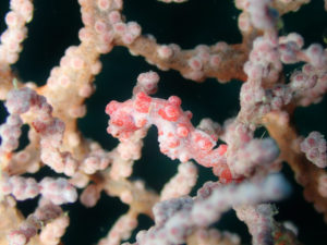 沖縄　読谷村　残波　残波岬　ボートダイビング　ファンダイビング　ダイビング　自社船