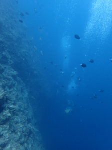 沖縄　読谷村　残波　残波岬　ボートダイビング　ファンダイビング　ダイビング　自社船