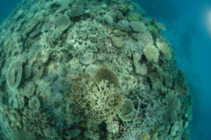 沖縄　慶良間　慶良間諸島　ダイビング　ボートダイビング　ファンダイビング　自社船　体験ダイビング