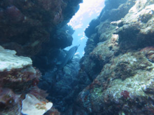 沖縄　慶良間　慶良間諸島　ダイビング　ボートダイビング　ファンダイビング　自社船　体験ダイビング