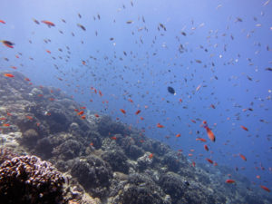 沖縄　慶良間　慶良間諸島　ダイビング　ボートダイビング　ファンダイビング　自社船　