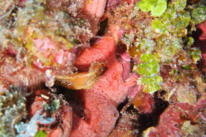 沖縄 恩納村 万座 瀬良垣 ファンダイビング ダイビング ボートダイビング