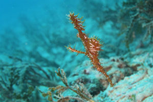 沖縄 恩納村 万座 瀬良垣 ファンダイビング ダイビング ボートダイビング