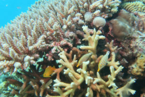 沖縄 恩納村 万座 瀬良垣 ファンダイビング ダイビング ボートダイビング