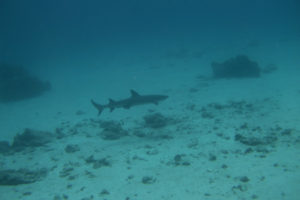 沖縄　慶良間　慶良間諸島　ダイビング　ボートダイビング　ファンダイビング　自社船