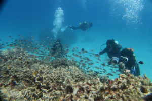 沖縄　慶良間　慶良間諸島　ダイビング　ボートダイビング　ファンダイビング　自社船