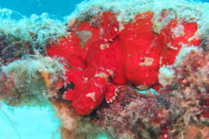 沖縄 恩納村 万座 瀬良垣 ダイビング ファンダイビング ボートダイビング