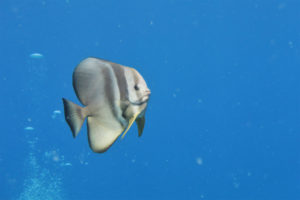 沖縄 恩納村 万座 瀬良垣 ダイビング ファンダイビング ボートダイビング