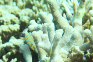 沖縄 恩納村 万座 瀬良垣 ダイビング ファンダイビング ボートダイビング