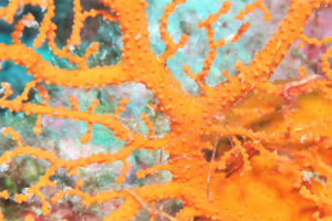 沖縄 恩納村 万座 瀬良垣 ダイビング ファンダイビング ボートダイビング