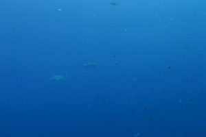 沖縄 恩納村 万座 瀬良垣 ダイビング ファンダイビング ボートダイビング