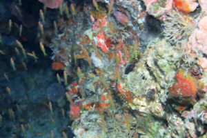 沖縄 恩納村 万座 瀬良垣 ダイビング ファンダイビング ボートダイビング