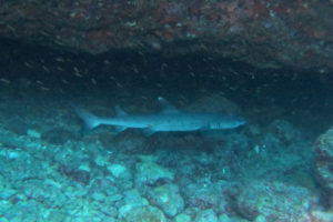 沖縄 恩納村 万座 瀬良垣 ダイビング ファンダイビング ボートダイビング