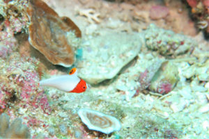 沖縄 恩納村 万座 瀬良垣 ダイビング ファンダイビング ボートダイビング