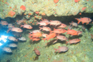 沖縄 恩納村 万座 瀬良垣 ダイビング ファンダイビング ボートダイビング