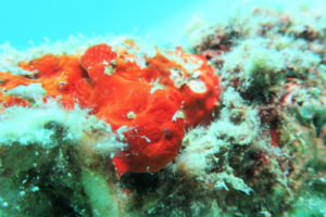 沖縄 恩納村 万座 瀬良垣 ダイビング ファンダイビング ボートダイビング