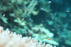 沖縄 恩納村 万座 瀬良垣 ダイビング ファンダイビング ボートダイビング