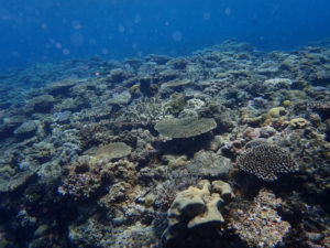 沖縄 ダイビング 慶良間 体験ダイビング フルフェイスマスク