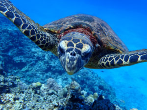 沖縄　慶良間　慶良間諸島　ダイビング　ボートダイビング　ファンダイビング　自社船　体験ダイビング