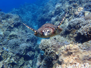 沖縄 慶良間 慶良間諸島 ダイビング ボートダイビング ファンダイビング 自社船 体験ダイビング