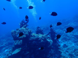 沖縄 慶良間 慶良間諸島 ダイビング ボートダイビング ファンダイビング 自社船 体験ダイビング