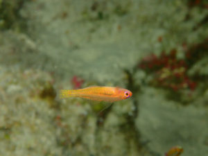 沖縄 恩納村 万座 瀬良垣 ダイビング ファンダイビング ボートダイビング