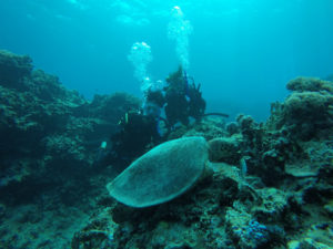 沖縄　慶良間　慶良間諸島　ダイビング　ボートダイビング　ファンダイビング　自社船　体験ダイビング