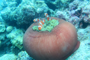 沖縄　慶良間　慶良間諸島　ダイビング　ボートダイビング　ファンダイビング　自社船