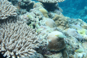 沖縄　慶良間　慶良間諸島　ダイビング　ボートダイビング　ファンダイビング　自社船