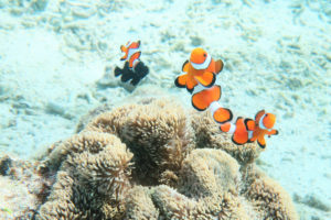 沖縄　沖縄本島　西海岸　恩納村　真栄田　ダイビング　ボートダイビング　ファンダイビング