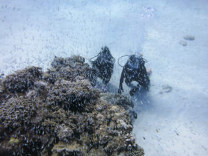 沖縄　慶良間　慶良間諸島　ダイビング　ボートダイビング　ファンダイビング　自社船　体験ダイビング