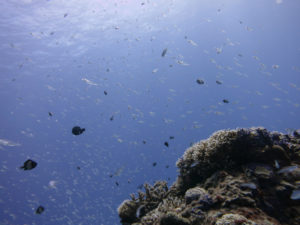 沖縄　慶良間　慶良間諸島　ダイビング　ボートダイビング　ファンダイビング　自社船　体験ダイビング