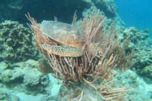 沖縄　慶良間　慶良間諸島　ダイビング　ボートダイビング　ファンダイビング　自社船　